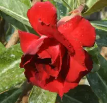 images/Adenium581.jpg
