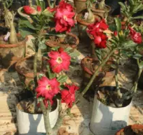 images/Adenium582.jpg