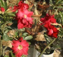 images/Adenium583.jpg