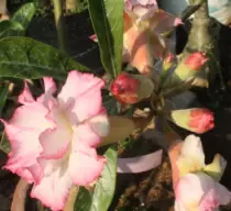 images/Adenium584.jpg