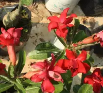 images/Adenium585.jpg