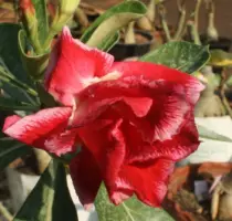 images/Adenium587.jpg