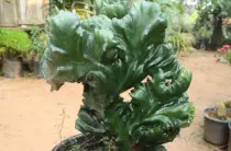 images/Cactus3.jpg