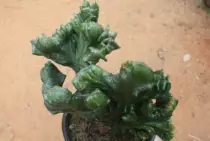 images/Cactus4.jpg