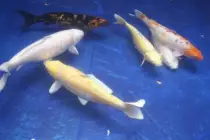 images/Carp1.jpg