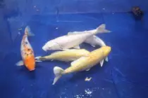 images/Carp2.jpg
