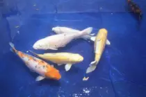 images/Carp3.jpg