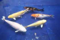 images/Carp4.jpg
