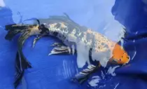 images/Carp6.jpg