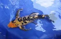 images/Carp8.jpg