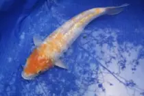 images/Carp9.jpg