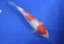 images/Koi27.jpg