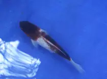 images/Koi28.jpg