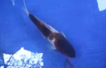 images/Koi29.jpg