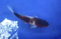 images/Koi30.jpg