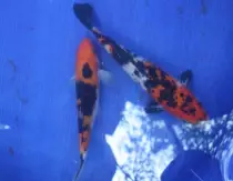 images/Koi31.jpg