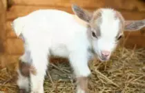 2015-10-15/baby-goat.jpg