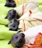 Baby-Bats-7.jpg