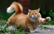 cat.jpg