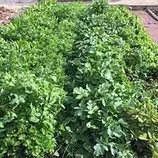 images245/spinach_2_245.jpg