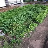 images245/spinach_chicory245.jpg