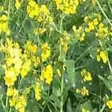 images245/yellow240.jpg