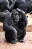examples/thinking-monkey.jpg