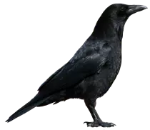 crow.png