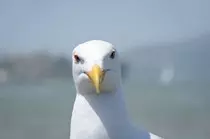 mod-2 Obligatorio/img/gaviota 1.jpg