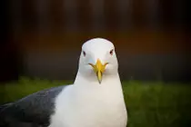 mod-2 Obligatorio/img/gaviota 2.jpg