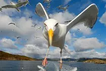 mod-2 Obligatorio/img/gaviota 3.jpg
