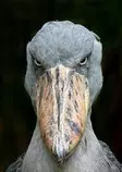 mod-2 Obligatorio/img/pajaro 1.jpg