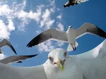 mod-2 Obligatorio/img/pajaro 3.jpg