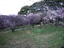 images/plum_orchard.jpg