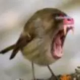 17fafe5f6ce2f19T.jpg