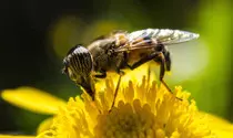 curso/mod02/ejercicios/obligatorio/img/abeja_mediana800.jpg