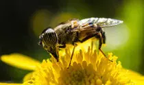 curso/mod02/ejercicios/tema03/opcional01/img/jpg/abeja_pequena.jpg