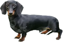 perro.gif
