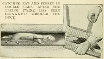Ratting_ferret_2.png