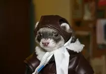 air-ferret.jpeg