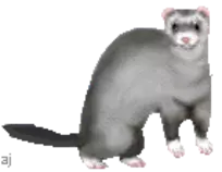 animated-ferret-image-0057.gif
