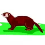 animated-gifs-ferrets-48.gif