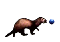 ballferret.gif