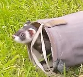 fanny in tunnel.jpg
