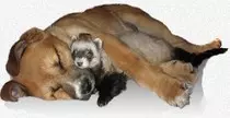 ferret-image.jpg