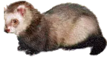 ferret02.gif
