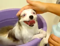 gidogphy.gif