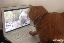 giphycat.gif