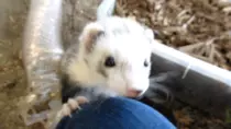 tumblr_mz1a79BAwm1tov0dro1_400.gif