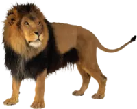 mod2/images/lion_PNG3806.png